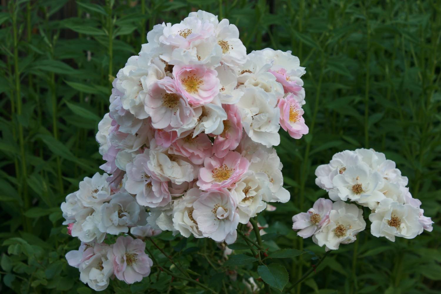 Пинк Скайлайнер (Pink Skyliner)