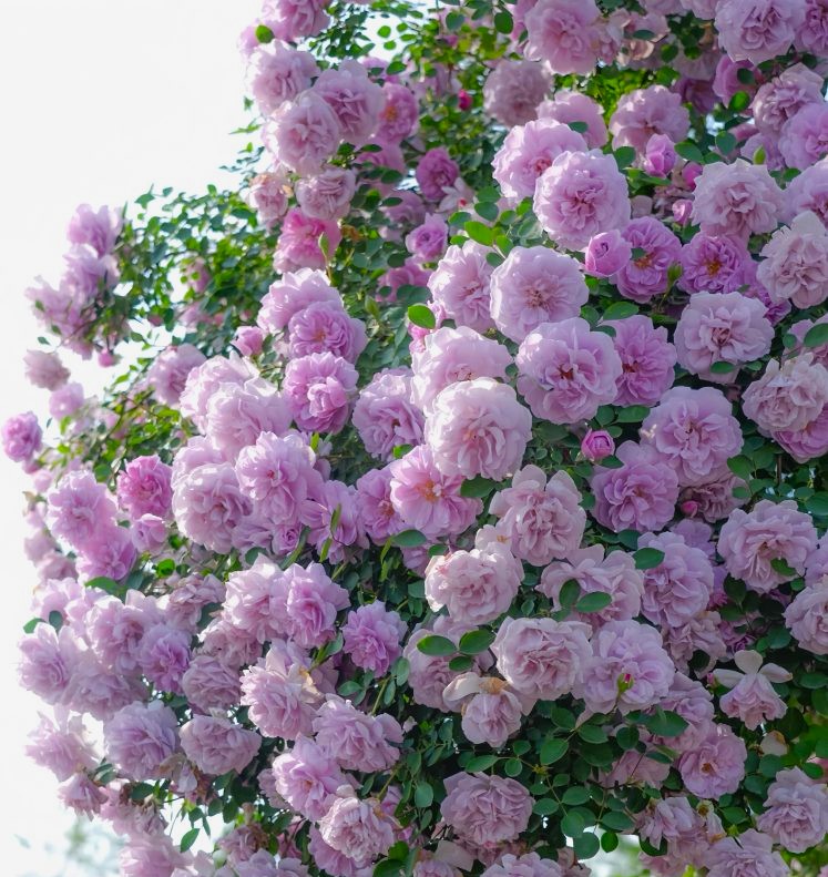 Рейни Блу (Rainy Blue)