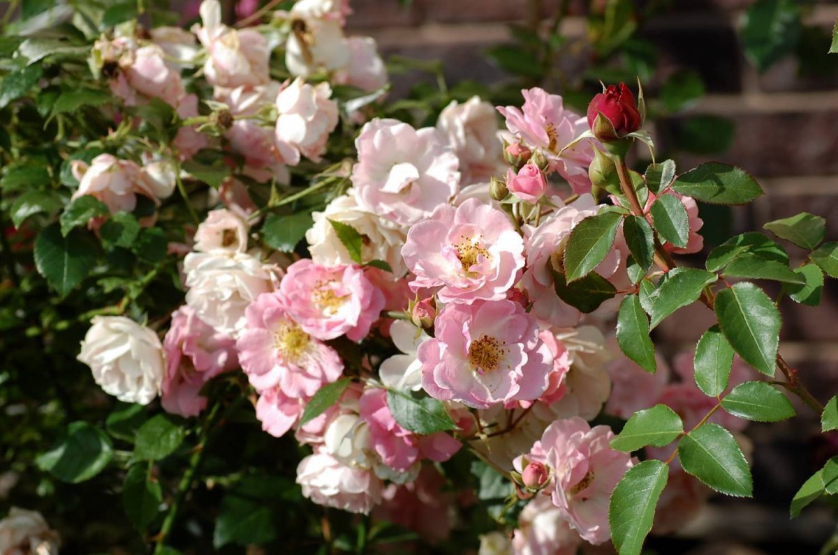 Пинк Скайлайнер (Pink Skyliner)