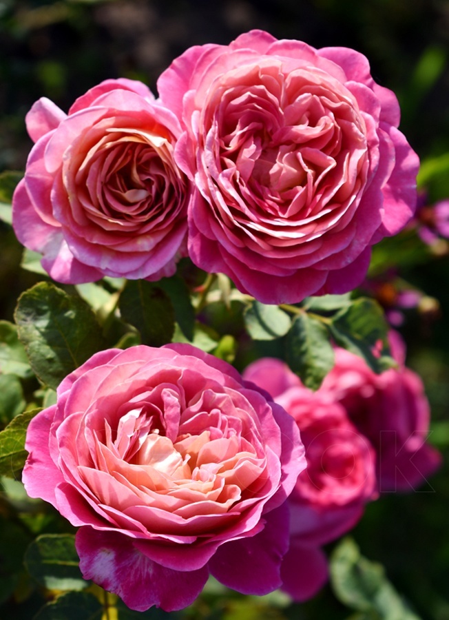 Сантенер де Л`ей-ле (Centenaire de L`Hay-les)