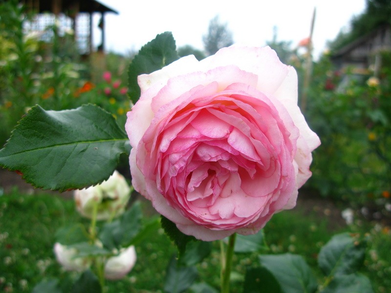 Саженцы розы Пьер де Ронсар заказать почтой. Купить кусты плетистые розы  Пьер де Ронсар в интернет-магазине.