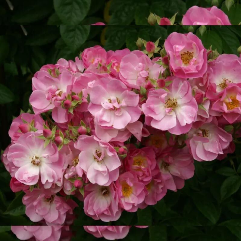 Эппл Блоссом (Apple Blossom)