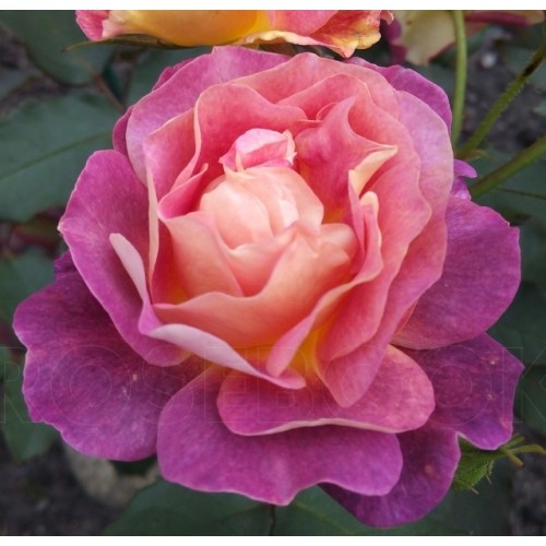 Приер де Сан Косм (Prieure de St Cosme)