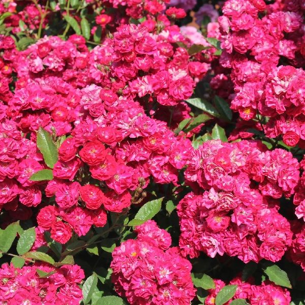 Альберих (Alberich)