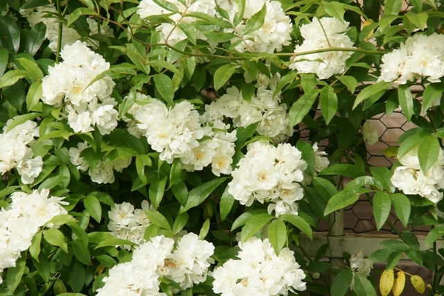 Леди Бэнкс белая (Lady Banks (White) )