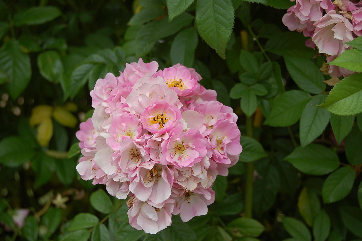 Эппл Блоссом (Apple Blossom)