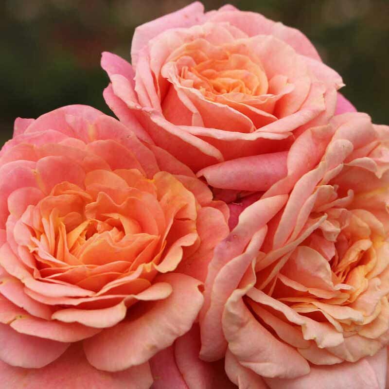 Пич Мельба (Peach Melba)