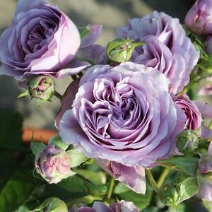 . Лавандовый букет  (Lavender Bouquet)