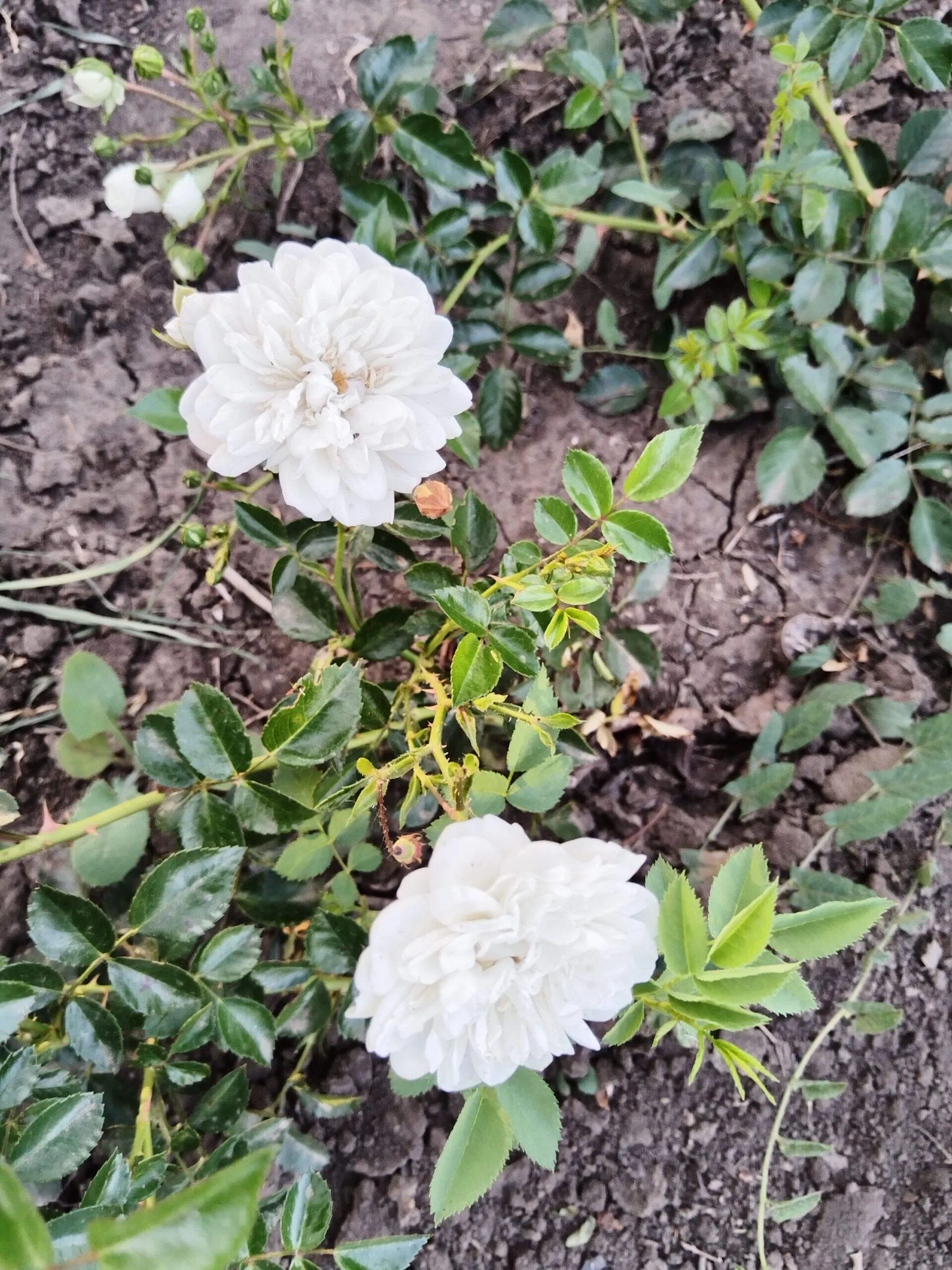 Уайт Фэйри (White Fairy)