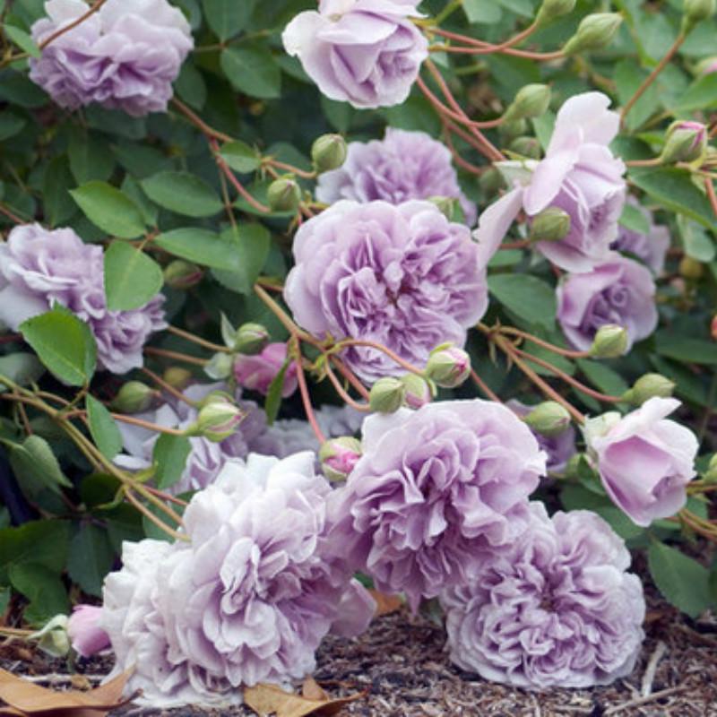 Рейни Блу (Rainy Blue)