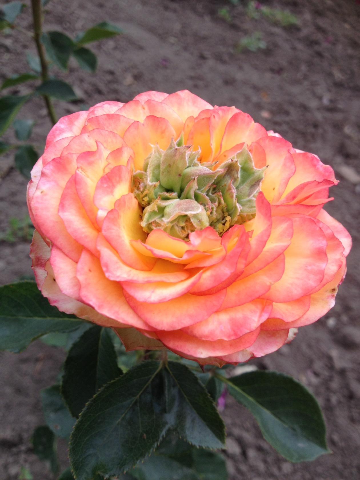 Гудини роза yl flowers кирово чепецк проспект мира 24