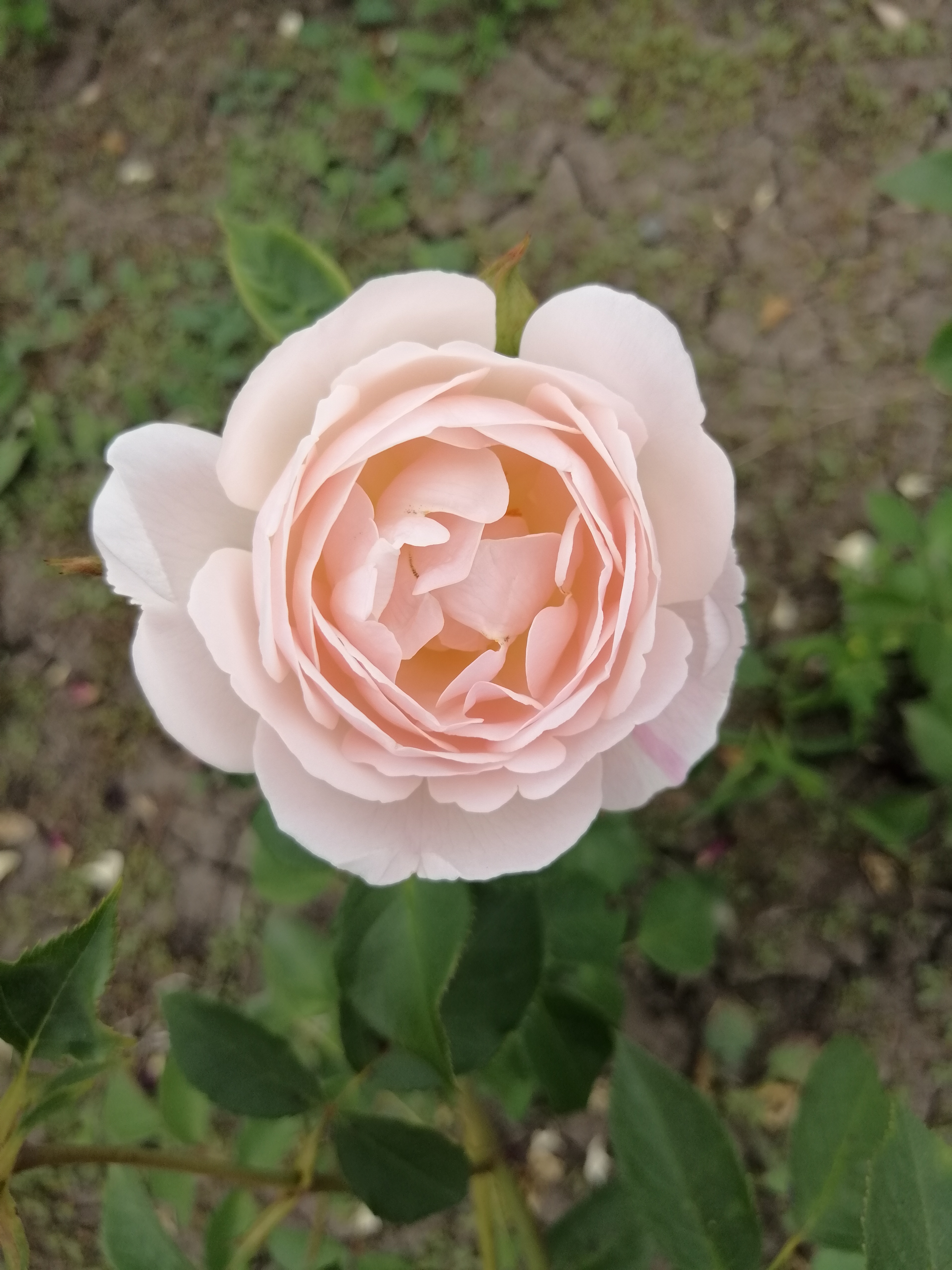 Дездемона (Desdemona)