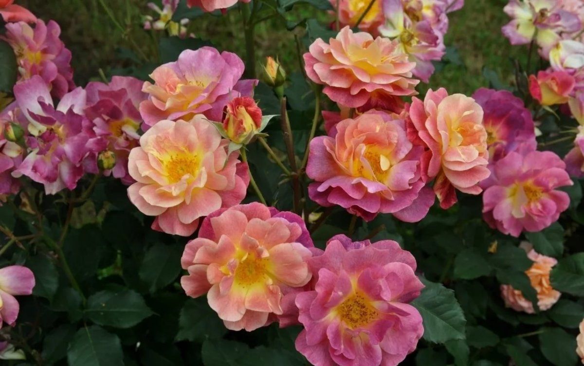 Приер де Сан Косм (Prieure de St Cosme)