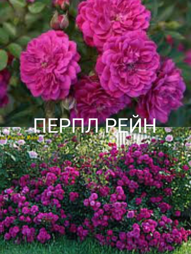 Purple Rain (Пёрпл Рэйн)