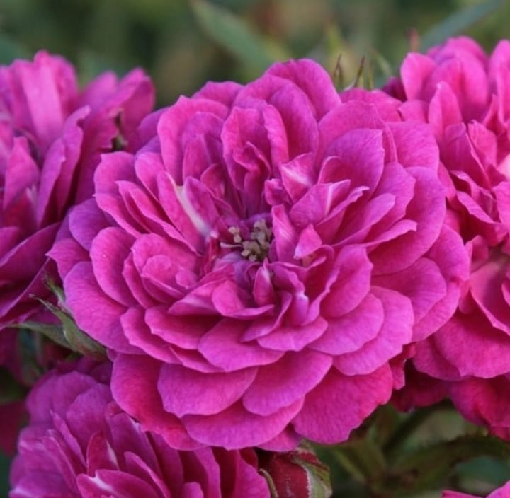 Purple Rain (Пёрпл Рэйн)