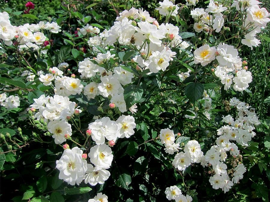 МОРДЕН СНОУБЬЮТИ (MORDEN SNOWBEAUTY)