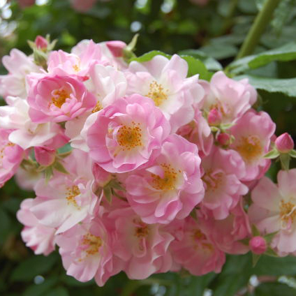 Эппл Блоссом (Apple Blossom)