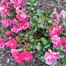 Purple Rain (Пёрпл Рэйн)