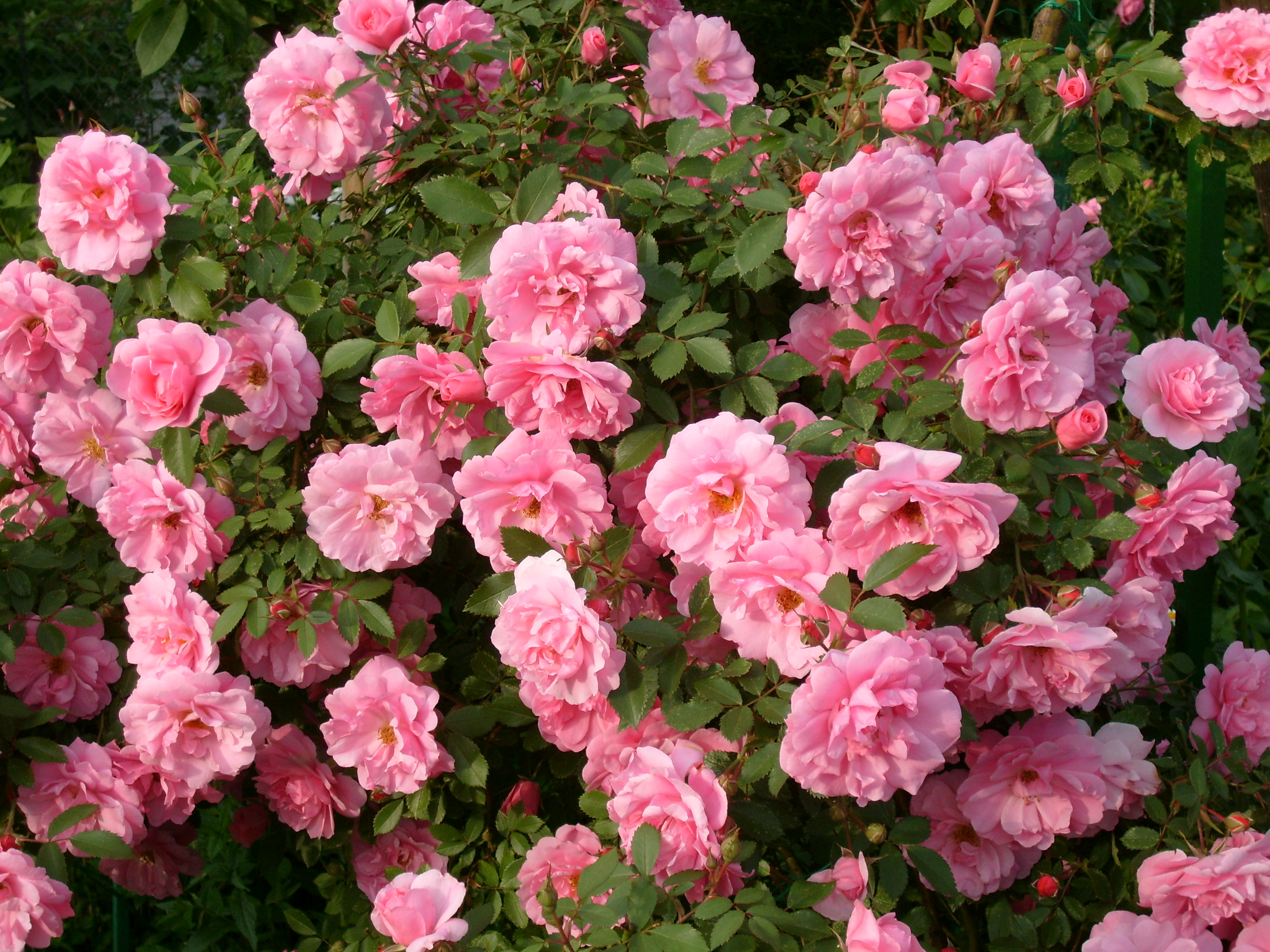 Саженцы розы John Davis (Джон Дэвис) заказать почтой. Купить кусты канадские розы John Davis (Джон Дэвис) в интернет-магазине.