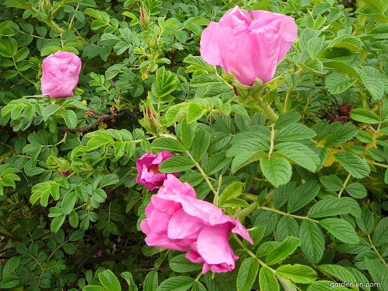 Rosa rugosa rubra (Гибрид  Ругоза)