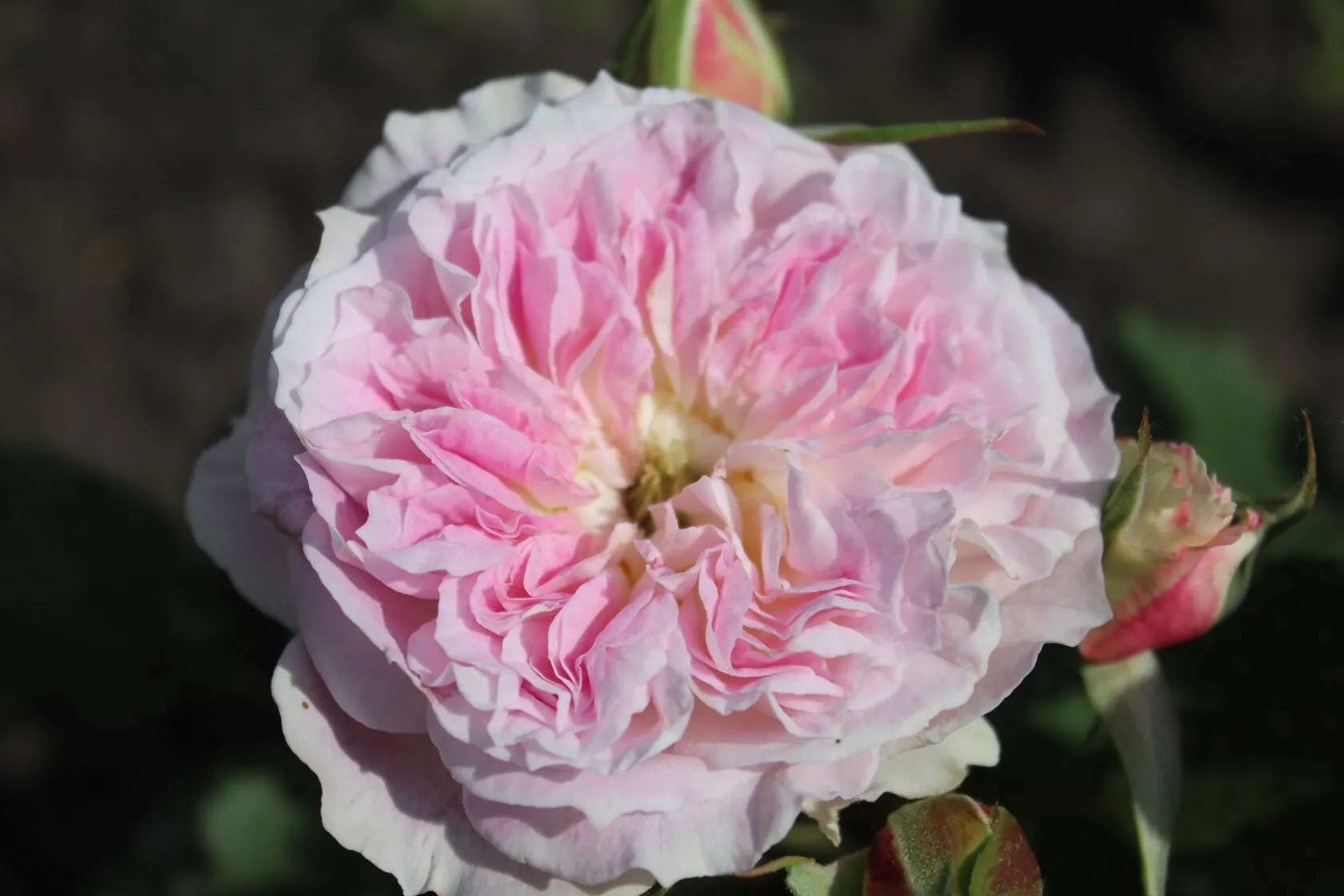  Kírke (Кирке) - япон.