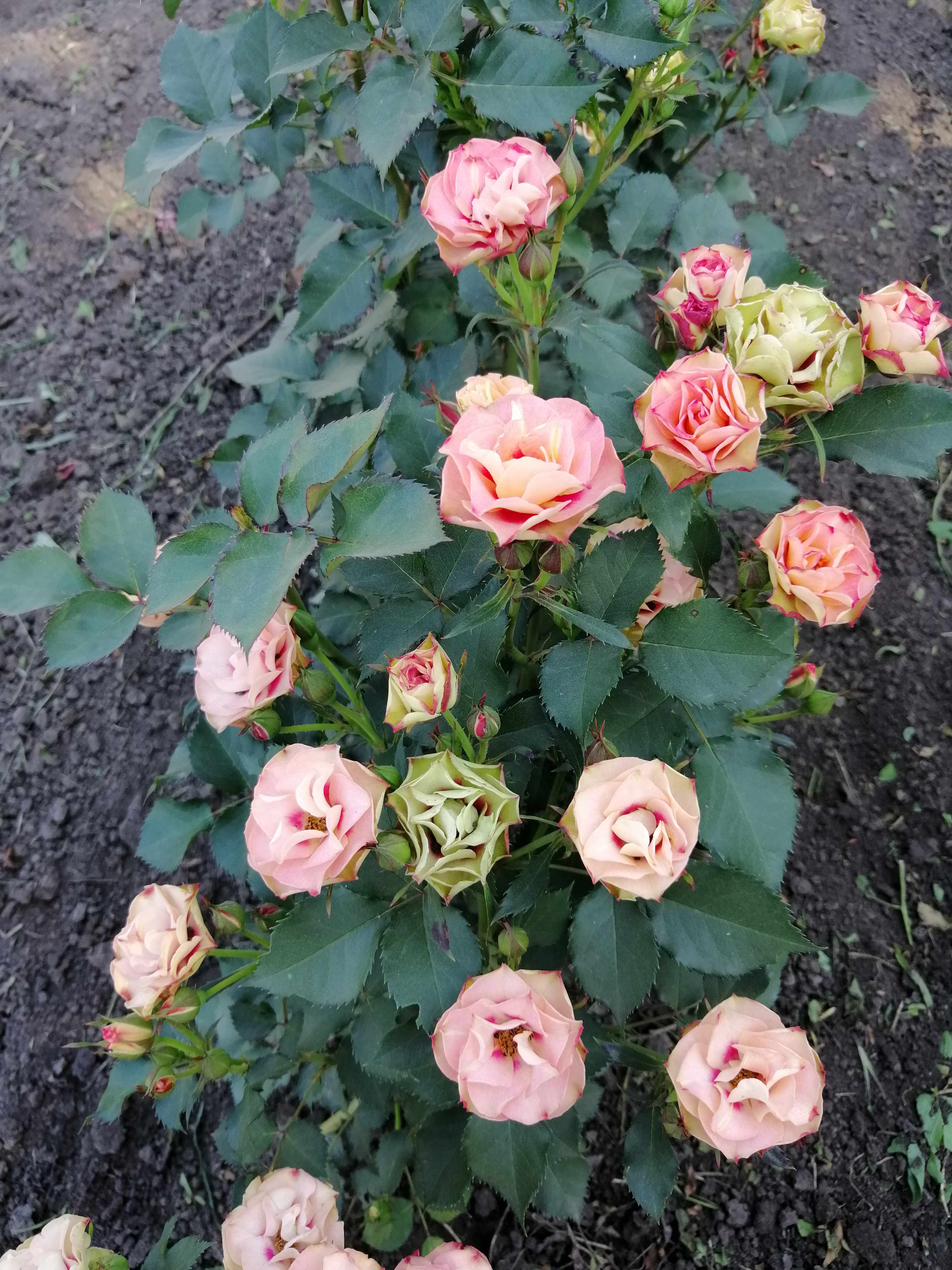 Grand Shiraz (Гранд Шираз )