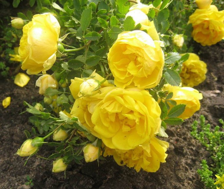 Персиана (Persian Yellow)