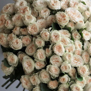 Саммер Роуз  (Summer rose)