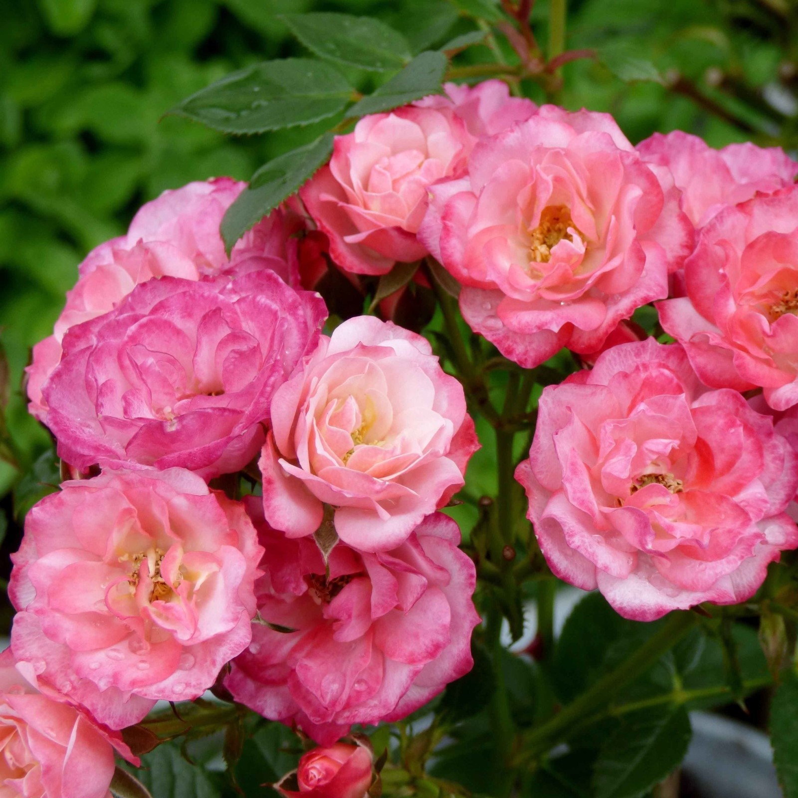 Пат де Велюр (Patte de Velours)