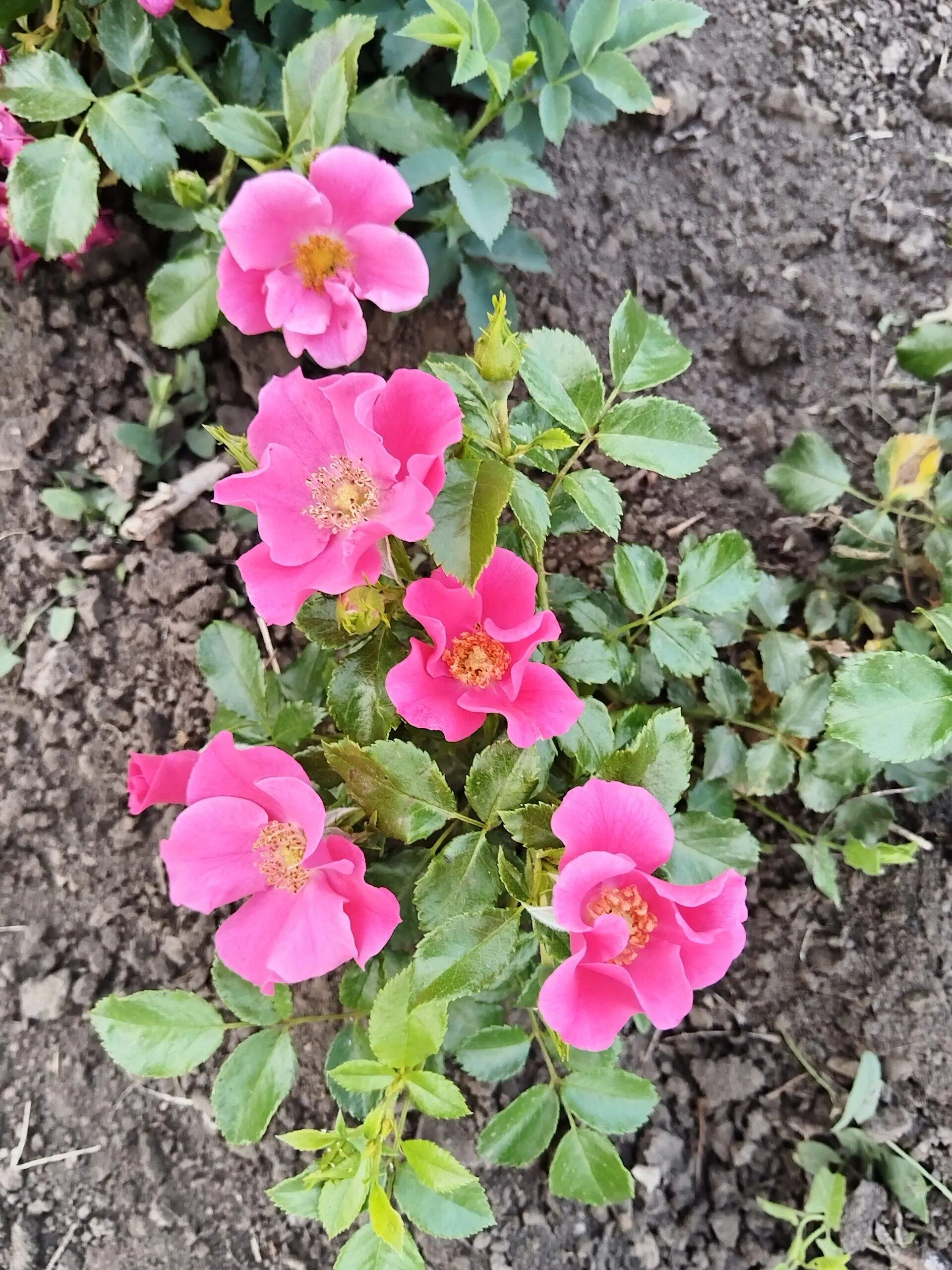 Штадт Ром ( Stadt Rom)