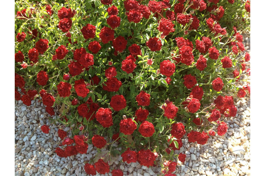 Ред Каскад (Red Cascade)
