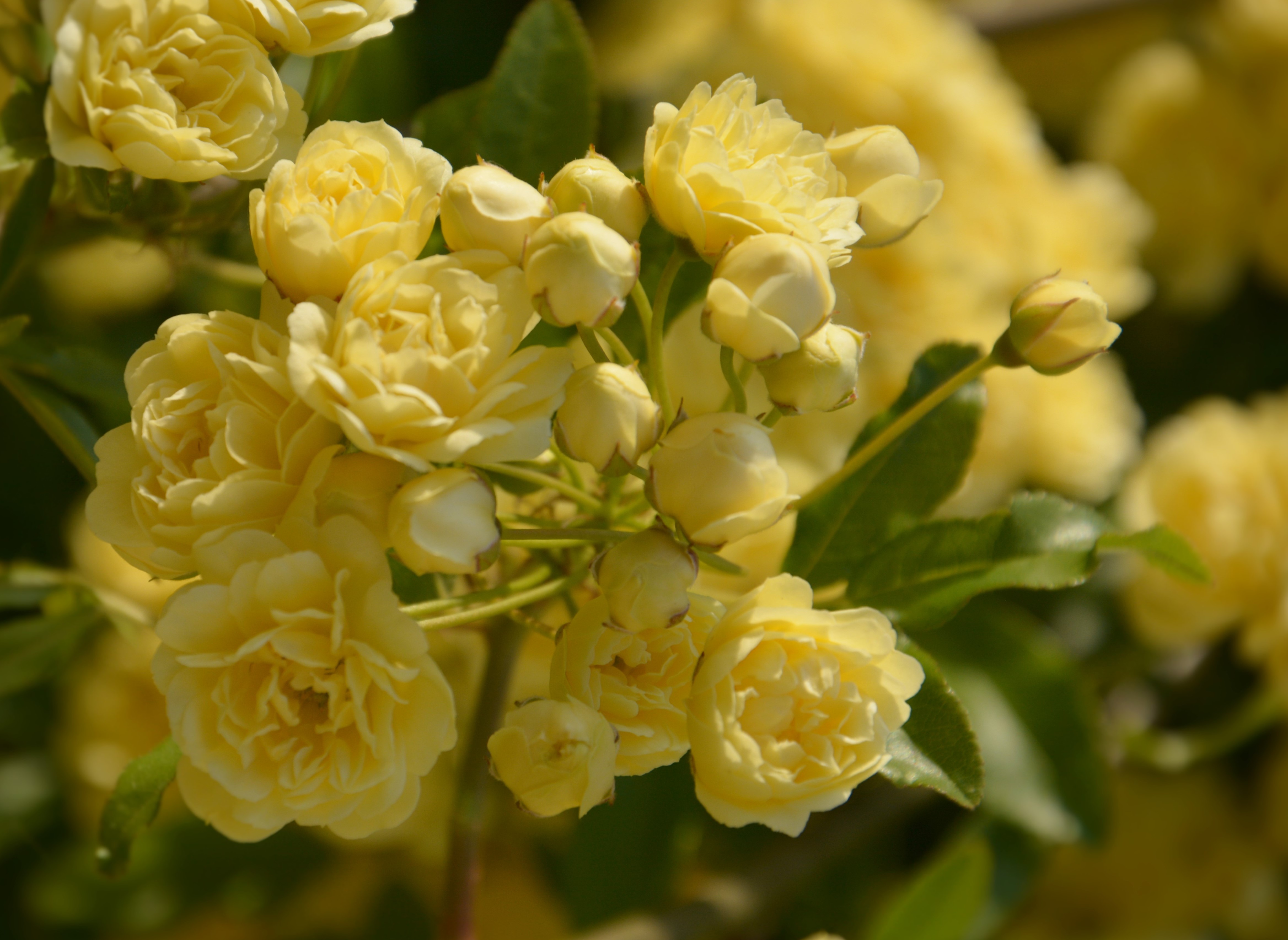 Леди Бэнкс Еллоу (Lady Banks Yellow)