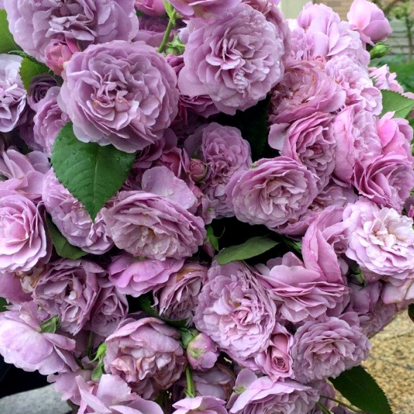 . Лавандовый букет  (Lavender Bouquet)
