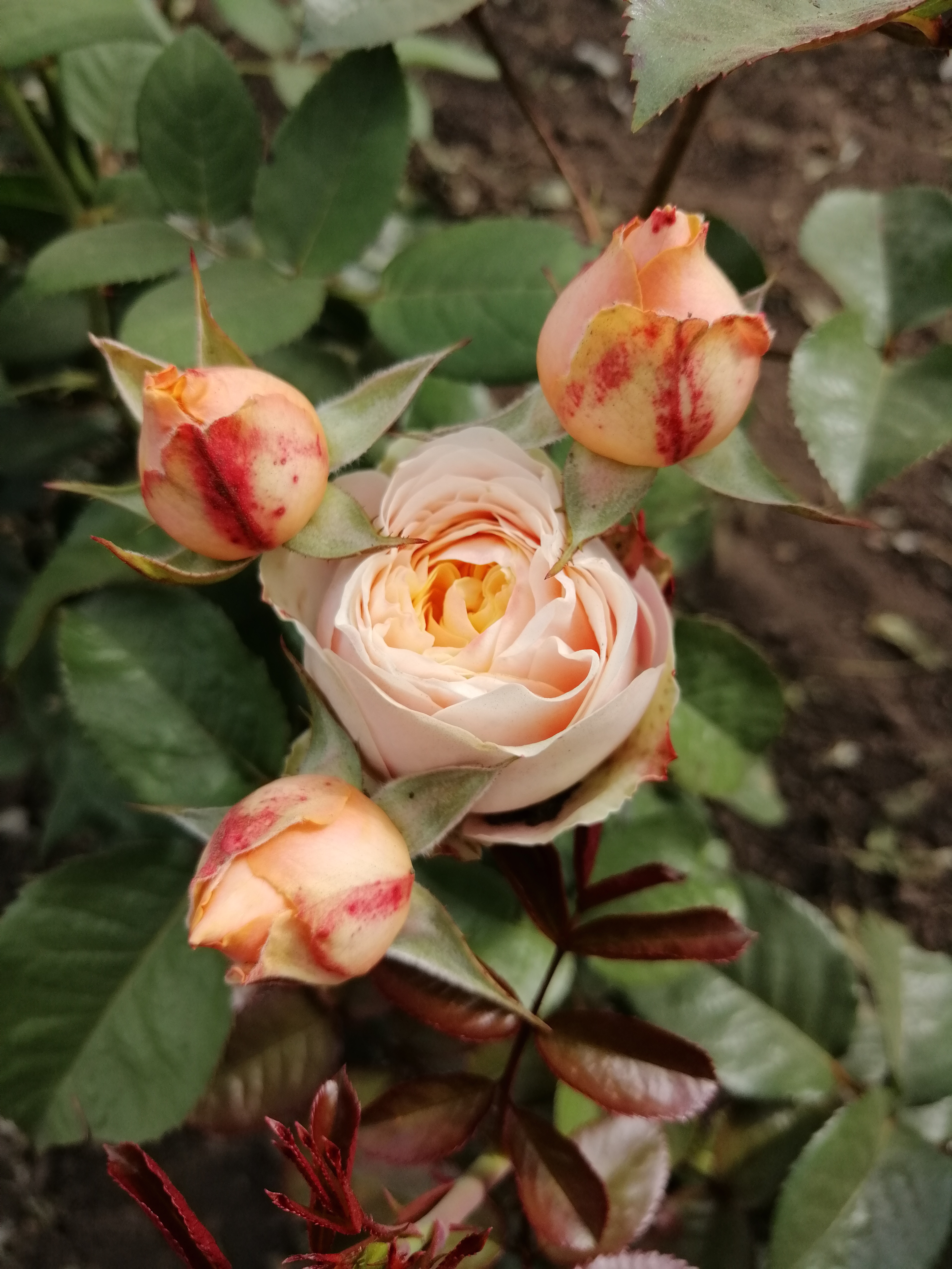 Вувузелла Пич (Vuvuzela Peach)