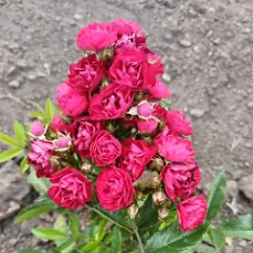 Альберих (Alberich)