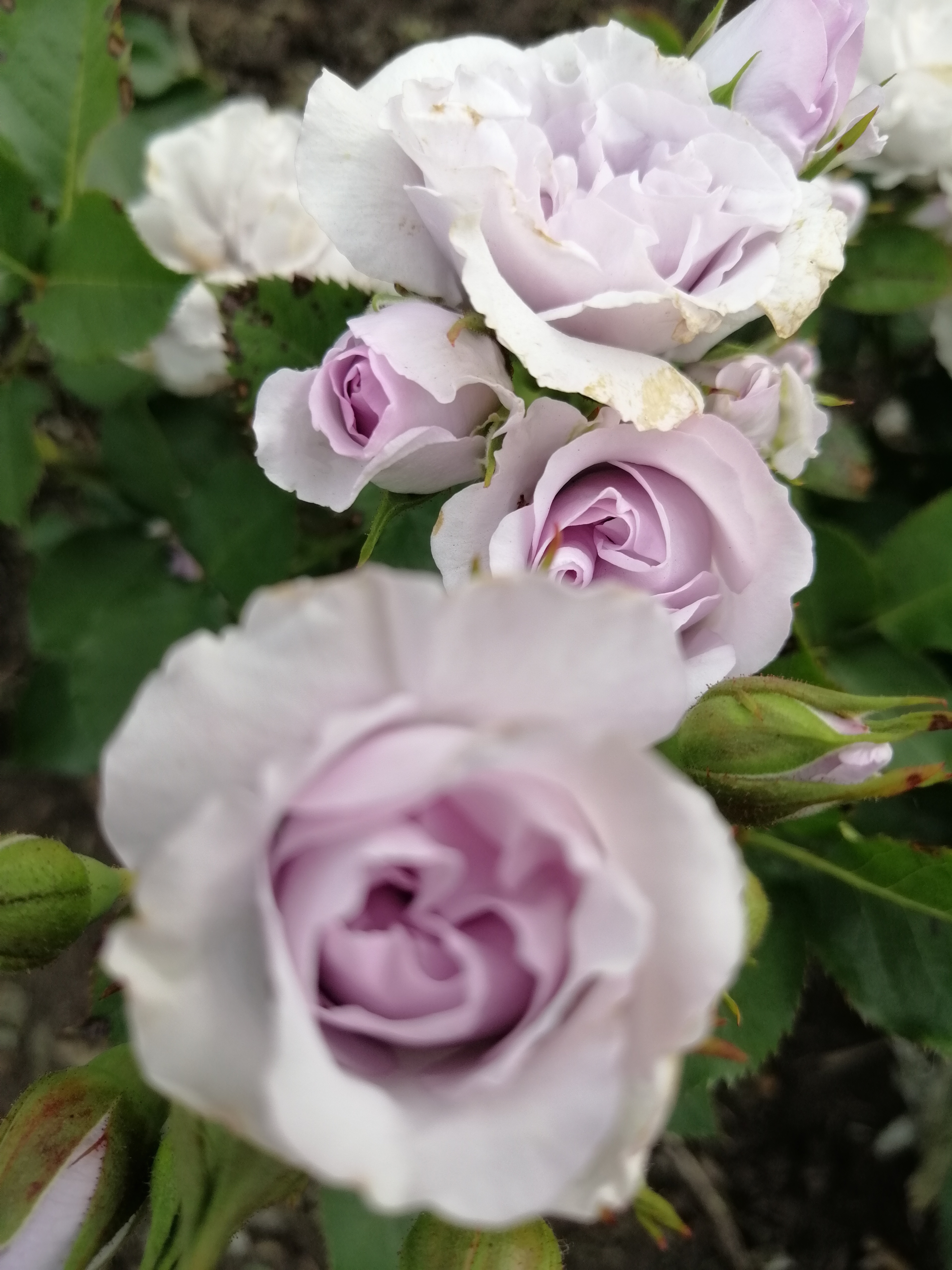 Роза Lavender Parfum